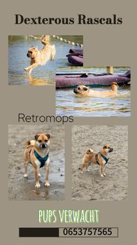 Retromops Pups verwacht